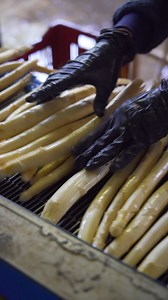Une nouvelle saison des Asperges des Sables des landes IGP/Label Rouge démarre bientôt. Chaque saison est le théâtre dans véritable ballet logistique où tout doit s’accorder de la récolte à l’expédition afin de vous garantir les asperges les plus fraîches. Une prouesse rendue possible grâce au savoir-faire des asparagiculteurs et des opérateurs des Landes. De fin février à fin mai/début juin, c’est la saison des Asperges des Sables des Landes : profitez-en ! Publication réalisée avec le soutien 