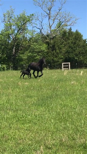 #friesian #friesianhorse #horse #equine #foal #fantasyfriesiansoftheozarks