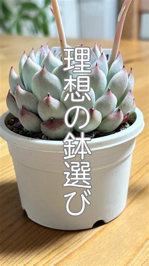 🌵エケベリアの鉢選び🌵 ☆エケベリアを植える鉢は通気性と排水性が良いものを選んでください 根っこがいつも湿っていると調子を崩してしまいます😅 ☆リエールさんの必殺鉢は普通の鉢よりも浅く、根詰まりするのが早いため 紅葉し、形も可愛く育ちます。根っこがしっかり張っていると 暑さや寒さに強い苗になります😂 🌵元気で可愛い多肉を育てたい！ 🌵上手に寄せ植えを作りたい！ 🌵もう枯らしたくない！ そんな方へ向けて役に立つ情報を 発信していきます！📣 いいね！やコメント励みになります❤️ 皆様からもいい情報があったら 教えて頂けるとと嬉しいです♡ #多肉植物＃増やし方＃寄せ植え＃つちっこ 🪴🪴🪴🪴🪴🪴🪴🪴🪴🪴🪴🪴🪴🪴