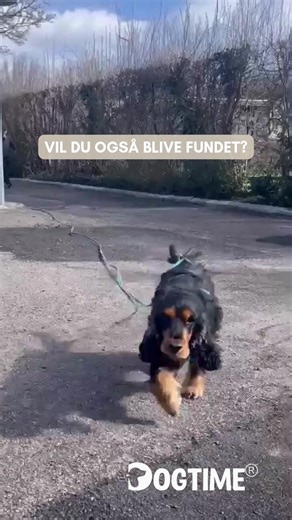 🚨 SPÆNDENDE NYHEDER HOS DOGTIME 🚨 Jeg lancerer noget nyt i slut maj… 👀🐾 Kan du gætte hvad det er? Er du nyhedsbrevsmodtager? Så hold ekstra godt øje med din indbakke i næste uge ✉️ Der lander nemlig en special invitation til soft launch før alle andre 🔥 #hundetræning #hundeliv #dogtimedk