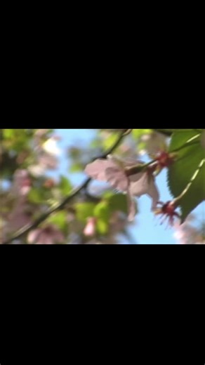 spring days on camcorder📹💐 follow claire.filming on instagram for more 📹 #videography #fypage #film