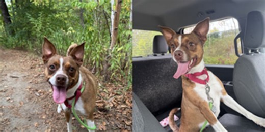 Paws Adoption Center: Meet Twix!