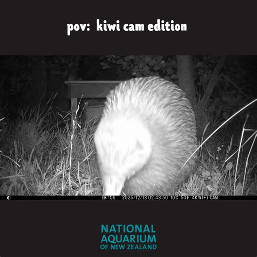 Ever wondered what our taonga Kiwi gets up to after dark? Take a peek behind the scenes with this rare night‑time footage captured right here at the National Aquarium of New Zealand. From quiet foraging to those iconic snuffles, our nocturnal neighbour is full of surprises when the lights go out. Hit play and step into the Kiwi’s world, where the real action happens long after bedtime. #nationalaquariumofnewzealand | National Aquarium of New Zealand