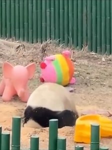 32K views · 241 reactions | So adorable! Meet Bingqing, a baby #panda, at Shenyang Forest Zoo, who's digging her way to internet fame! This fluffy engineer's hole-making masterclass sparked jokes. #TrendinginChina | Xi's Moments | Facebook
