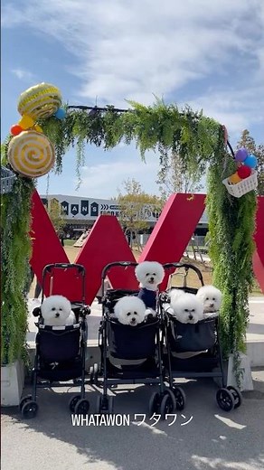 わんこ同伴お出かけ情報 大阪府 岸和田 WHATAWON ワタワン ドッグラン 蜻蛉池公園 とんぼいけ ココモフ cocomofu ビジョンフリーゼ