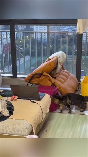 Adorable Cat Accident Moments Caught on Camera