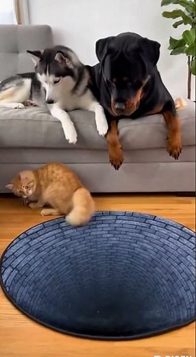 lol 😂 #funny #funnyanimals