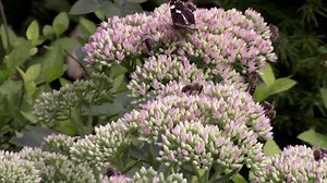 9 Plants That Attract Pollinators Without Inviting Pests