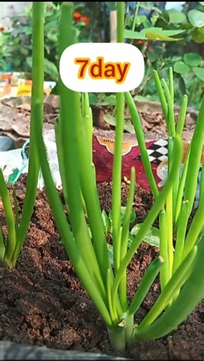 How to plant onion||Harvestng spring onions#garden #nature #harvesting
