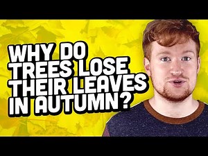 Why Do Trees Lose Their Leaves In Autumn?