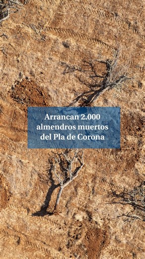 💔 El Pla de Corona pierde su postal más icónica: arrancan 2.000 almendros muertos. Un paisaje de ruina que los vecinos luchan por recuperar. | Diario de Ibiza