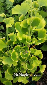 Ginkgo biloba 'Beijing Gold' Variegated Ginkgo Tree