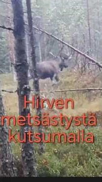 Hirven metsästys