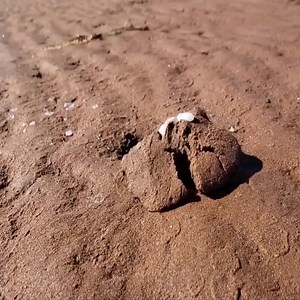 8.4M views · 11 reactions | This is the first time I have seen it... | Song's List | Facebook