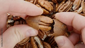 Top-down close-up of a man's hands peeling a cracked pecan from its shell.