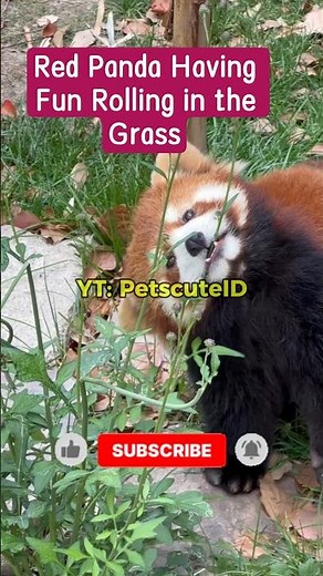 Red Panda Having Fun Rolling in the Grass #animallovers #redpanda #adorableanimals #cuteanimals