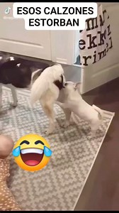 678K views · 1.5K reactions | PERRO VS HUMANO MUY PARECIDOS JJAJJAJJA | Marco Antonio Tito | Facebook