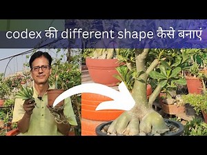Different shape में Coudex कैसे बनाएं | Adenium Plant Care | Simple method for beautiful Codex
