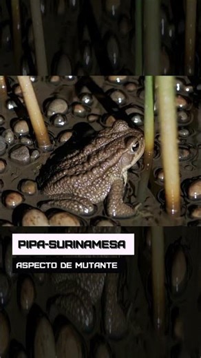 Pipa-surinamesa. Aspecto de mutante