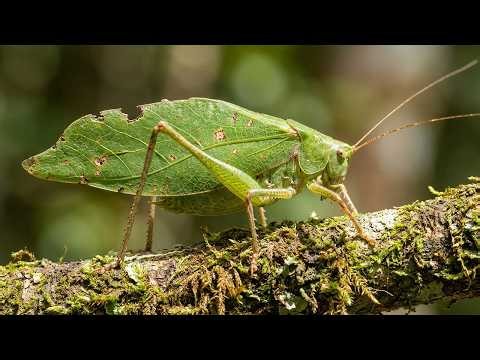 How Katydids Perfectly Mimic Leaves