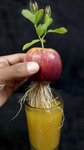 How to Grow Apple Tree from Cutting Apple Fruit In A Water