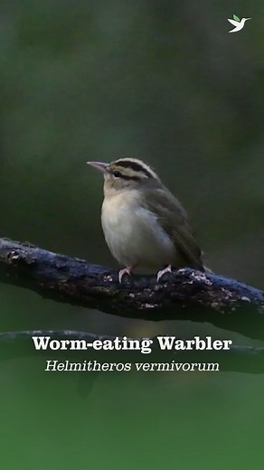 The Worm-eating Warbler haunts the forest interior, where its mechanical-sounding trills can be heard along steep, leaf-carpeted hillsides. They are the only member of its genus, Helmitheros, and are not closely related to any other warbler species. Both its genus and species name refer to eating worms, and give this bird its common name. But there's a catch – the Worm-eating Warbler doesn't actually eat earthworms, a food item more associated with an American Robin or American Woodcock. What do