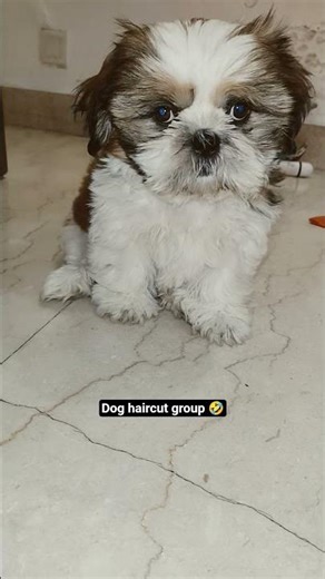 dog haircut grooming ultimate 😍🥏