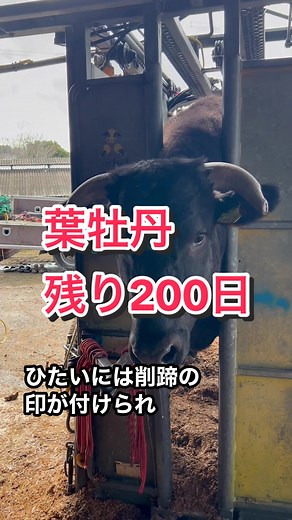 葉牡丹くんがお肉になるまで 「残り230日」🐃🎓 令和6年10月中旬頃に出荷予定 #tajimabeef #Kobebeef #wagyuteacher #和牛ティーチャー #和牛 #但馬牛 #神戸牛 #畜産 #牧場 #牛飼い #葉牡丹の成長記録