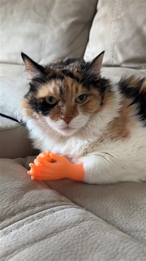 Distinguished Cat 😼 | Cat and Dog