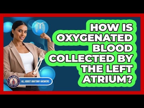 How Is Oxygenated Blood Collected By The Left Atrium?