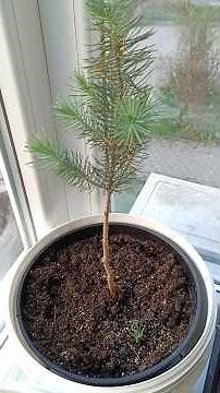 Stone pine nuts that emerge also sprout #pine #conifers #pine