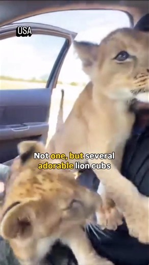 “He Opened the Car Door… Then This Baby Lion Suddenly Lunged at Him! 😱🦁🚗