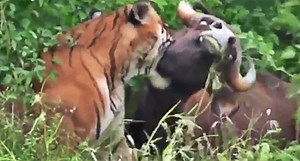 Be Amazed and Awestruck by These Brutal Tiger Attacks