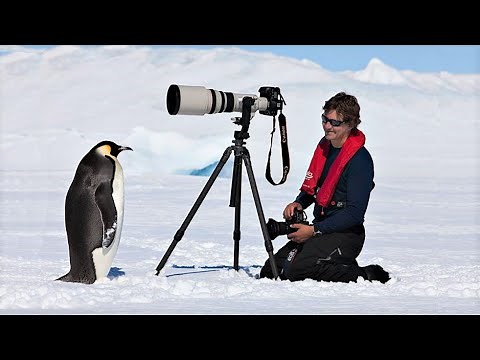 Are Penguins Friendly? (Explained)