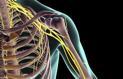 Nerve Plexus: Function, Structure, and Location