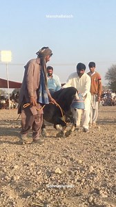 66K views · 1.9K reactions | New Video Horse Dance (Ghora Ababil )Shah e Sawar Rai Zahid Iqbal Madhol Numberdar) Mela Natho Shah Depalpur Okara 2025 #top #shorts | ManshaBaloch SohnaPunjab | Facebook