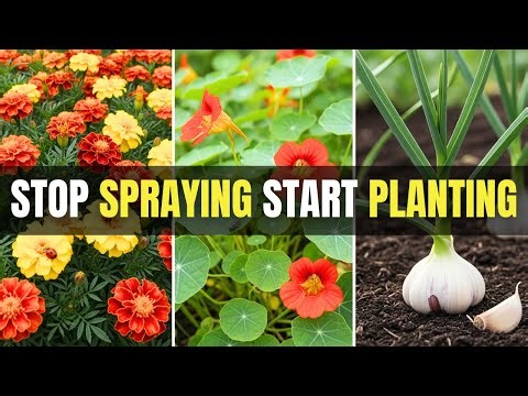 I Stopped Using Pesticides After Planting These 10 Crops