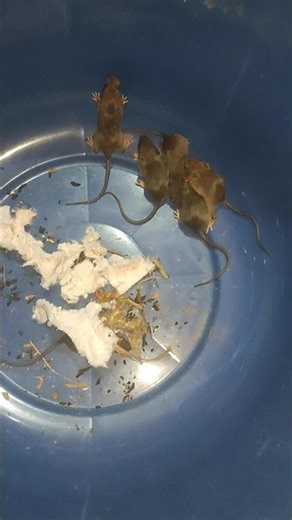 Mother Mouse Gives Birth to Six Baby Mice 🐭 | Newborn Mice Cute Family Moments❤️