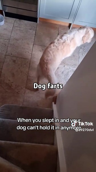 Funny Dog Farts Compilation You Can't Miss!