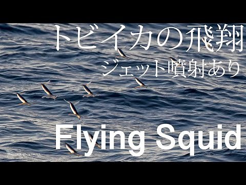 Flying Squid　-　トビイカ（またはアカイカ）の飛翔、ジェット噴射あり