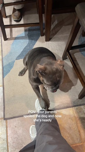 Why My Bulldog Barks All the Time: A Pet Owner's POV