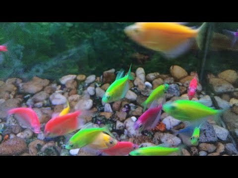 Funny viral shorts is live