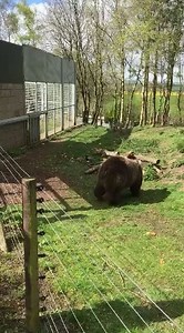 16K views · 807 reactions | "Get off my land! " Suzy chases the wild ducks who decided to explore the bear sanctuary. | Five Sisters Zoo | Facebook
