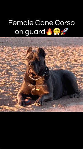 Cane Corso Female Guarding Skills