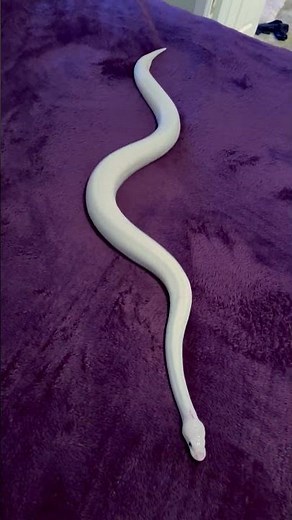 Ball Python Slithers on Microfiber Blanket || ViralHog