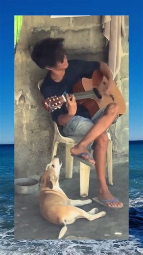 Funny Dog Howling Turns Afternoon Wild 🐶 #shorts