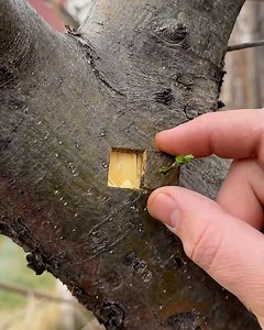 644K views · 1.2K reactions | Easy fruit tree grafting hack | Best Athlete Performance | Facebook