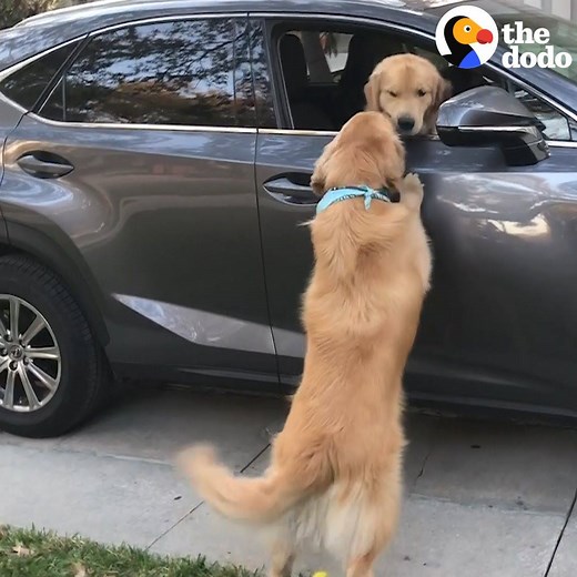 These golden retrievers have sleepovers and movie nights 💛 | The Dodo