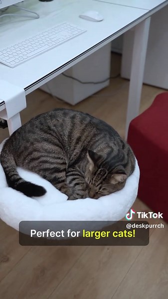 Sturdy Metal Cat Furniture for Big Cats - DeskPurrch Review