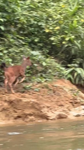 2.2M views · 33K reactions | Nam Et-Phou Louey guide Mr. Sinh...